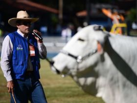 Copa do Mundo do Zebu: Confira novidades para trabalhos de julgamento da 89ª ExpoZebu