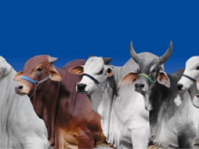 ExpoZebu 2016: ABCZ divulga regulamento do Julgamento Zebu a Campo