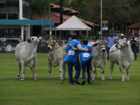 ExpoBrahman encerra programação com Grandes Campeonatos