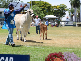 Inscrições abertas para ExpoBrahman 2018