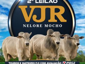 ‘2º Leilão Virtual VJR Nelore Mocho’ ofertará 22 animais no próximo sábado (28)
