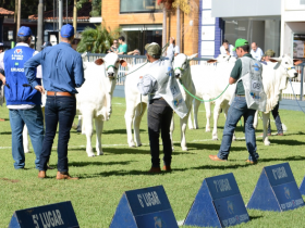 Escolha dos jurados da 84ª ExpoZebu será transmitida ao vivo nesta segunda-feira (09)