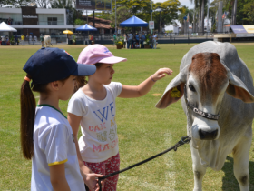 Crescendo com o Brahman é uma das atrações da ExpoZebu 2017