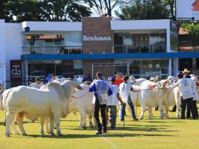 Inscrições abertas para a ExpoBrahman 2021