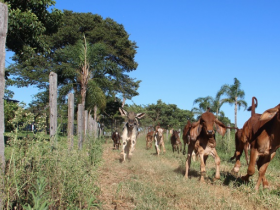 Corra para o Concurso Leiteiro Natural e garanta o desconto na inscrição