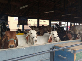 Indubrasil está na 83ª Expozebu