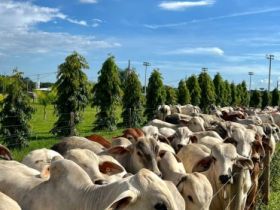 Pesagem intermediária da prova de ganho de peso a pasto do ‘Zebu: Carne de Qualidade’ comprova a eficiência das raças zebuínas para a produção de carne
