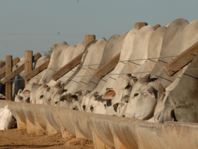 Mato Grosso tem simpósio de bovinocultura de corte