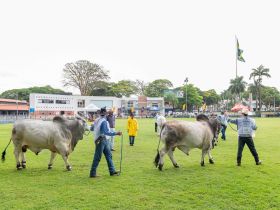 Exposição Internacional de Brahman começa na próxima semana e terá jurado do Paraguai