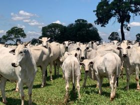 PMGZ Corte: ABCZ publicará atualização das avaliações do programa nesta quarta-feira (30)