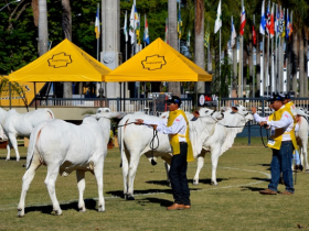 Inscrições para Expoinel 2015 começam na próxima semana
