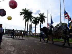 ExpoZebu 2019: Grandes Campeões serão definidos neste sábado (04)