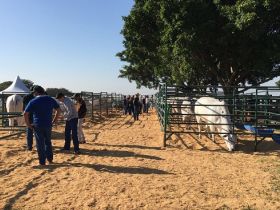 Seleção Valônia, com avaliação do PMGZ, é apresentada em Dia de Campo  