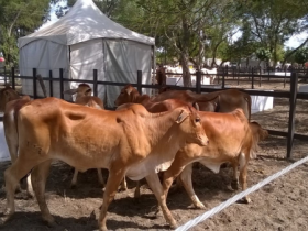 Presidente da ABCZ reúne com criadores durante a Festa do Boi