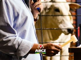 Leilões da 91ª ExpoZebu já movimentaram mais de R$ 15 milhões