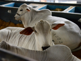 ExpoGenética 2019: Confira a programação desta sexta-feira (23)