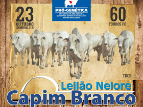 Leilão Nelore Capim Branco oferta touros avaliados pelo PMGZ