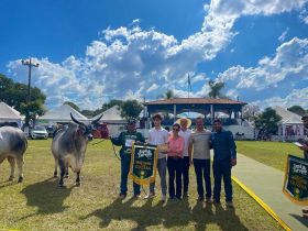 Touro Guzerá classificado no PNAT é eleito Grande Campeão da Expô Curvelo