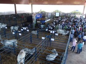 ExpoGenética 2019: Avaliação premiará os melhores conjuntos Progênie de Pai Touros PNAT