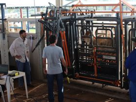 Animais participantes da terceira edição do programa ‘Zebu: Carne de Qualidade’ passam por pesagem intermediária