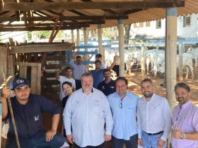 ABCZ participa da pesagem de entrada do Teste de Desempenho de Touros Jovens (TDTJ) a pasto da Embrapa Cerrados