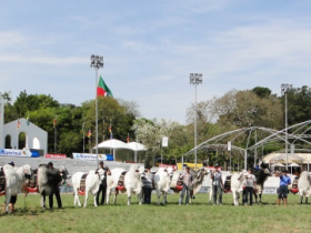 Expointer, últimos dias para inscrição de animais zebuínos