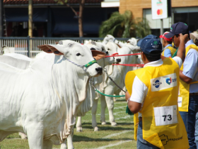 Expoinel 2017 premia os melhores do Nelore e Nelore Mocho