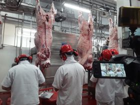 Animais participantes da segunda edição do programa ‘Zebu: Carne de Qualidade’ passam por abate técnico