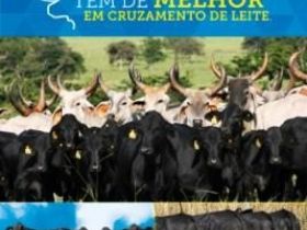 ACGB: Guzolando oficializado no nome da entidade