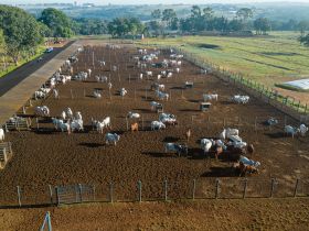 ExpoGenética 2023: ABCZ divulga lista de criatórios com animais inscritos no PNAT