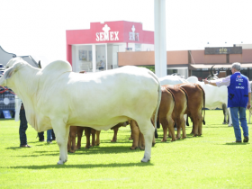 Termina hoje prazo para indicar jurados para ExpoZebu 2019