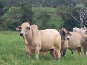 ExpoGenética 2017: Uberaba começou a receber animais inscritos