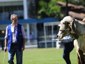 Criadores poderão indicar jurados para ExpoZebu 2018