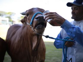 ExpoZebu 2023: Residencial ABCZ ganhará nome em homenagem a tratador que trabalha há quase 60 anos na feira