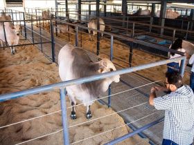 ExpoGenética 2019: Animais começam a chegar ao Parque Fernando Costa