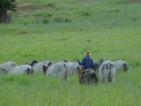 Pesquisadores publicam livro sobre bem estar com enfoque nas cadeias das carnes 