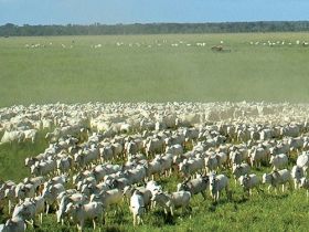 Mercado com liquidez mostra solidez da pecuária 