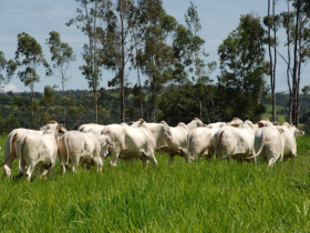Zebu é representado pela raça Brahman em mostra gaúcha 