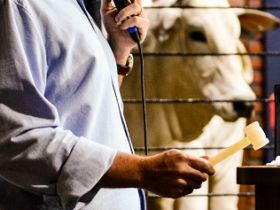 Primeiros leilões da 90ª ExpoZebu ficam perto de R$ 4 milhões de faturamento no total