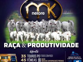 Leilão Virtual Nelore MK Raça e Produtividade ofertará 64 animais