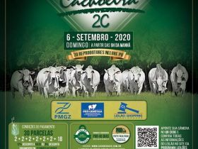 ?Leilão Virtual Touros Cachoeira 2C? será realizado no próximo domingo (06)