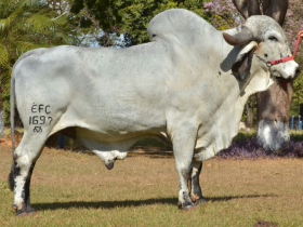 Brazillian Cattle contribui para exportação de 20 mil doses à India