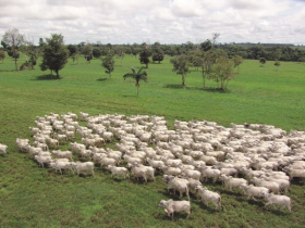 ExpoZebu: Criadores de tabapuã confirmam participação em Julgamento Zebu a Campo