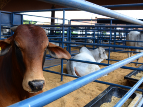 Apresentação de Touros PNAT marca terça-feira (20) de ExpoGenética
