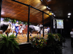 Mais de R$35 milhões já foram movimentados em leilões da ExpoZebu 2019