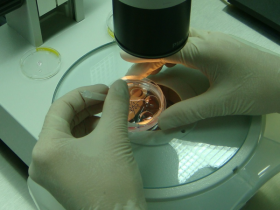 Myanmar abre mercado a material genético e animais vivos do Brasil