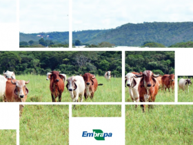 Gerente do PMGZ Leite participa de Prova Brasileira de Produção de Leite a Pasto 