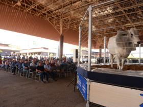 PNAT inova com apresentação de touros em movimento