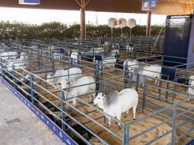 18ª ExpoGenética: touros PNAT chegam ao Parque Fernando Costa; avaliação acontece na quarta-feira (20)