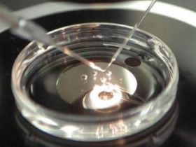 ABCZ comemora abertura para exportação de embriões bovinos in vitro para Colômbia